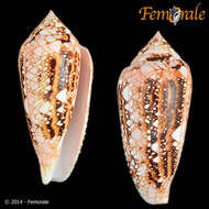 صورة Conus legatus Lamarck 1810