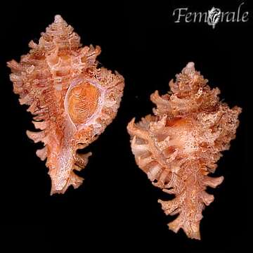 Image of Murex Snails