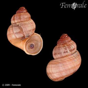 صورة Pomatiidae