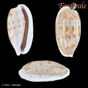 Слика од <i>Cypraea pellucens</i> Melvill 1888