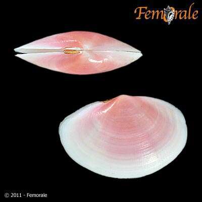 Imagem de Psammobiidae J. Fleming 1828