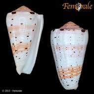 Image of cone snails