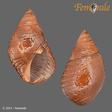 Image of Planaxidae