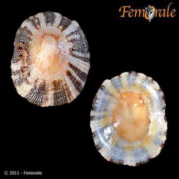 صورة Nacellidae Thiele 1891