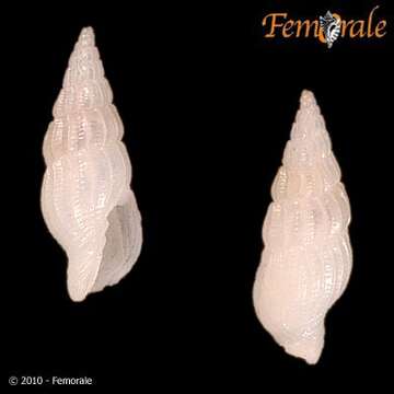 Image of Vexillum castum (H. Adams 1872)