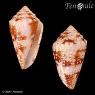 Image of Conasprella Thiele 1929