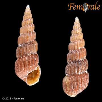 Plancia ëd Pyramidelloidea Gray 1840