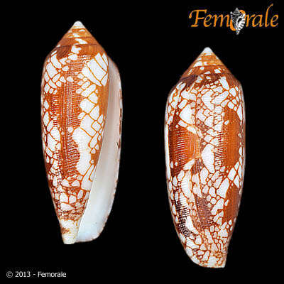 Image of Conus Linnaeus 1758