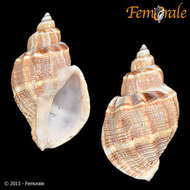 Image of Cancellarioidea