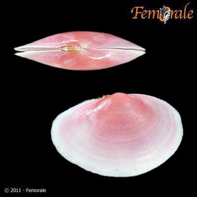 Imagem de Psammobiidae J. Fleming 1828