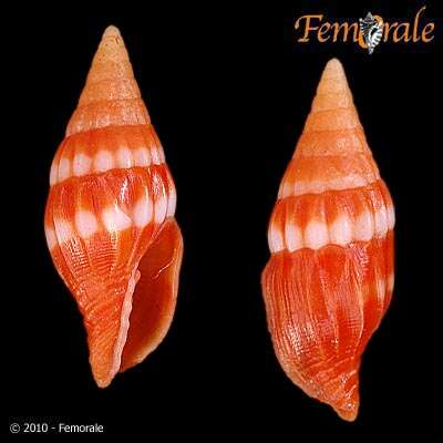 Image of Protoelongata Herrmann, Stossier & R. Salisbury 2014