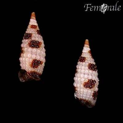 Image of unclassified Gastropoda