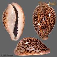 Image of cowrie