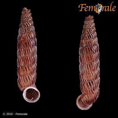 Imagem de Gongylostoma strangulata (Poey 1857)