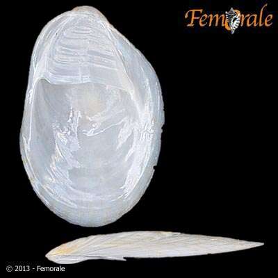 Image of Crepidula intratesta Simone 2006