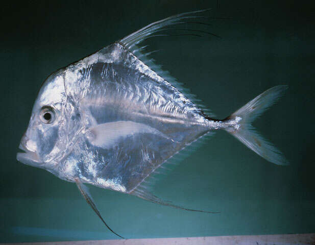 Image of Indian threadfish
