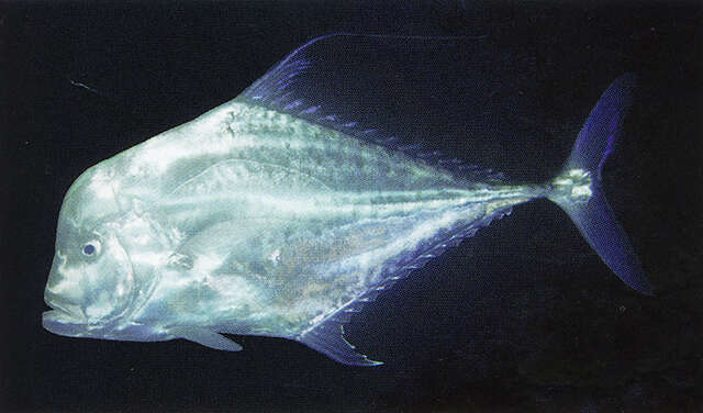 Image of Indian threadfish
