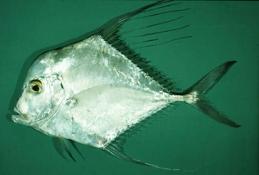 Image of Indian threadfish