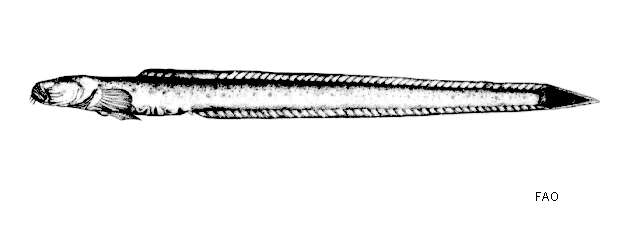Image of Taenioides gracilis (Valenciennes 1837)
