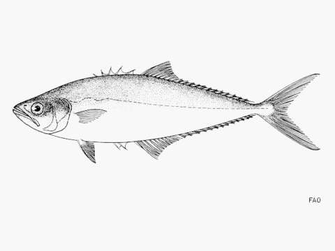 Image of Leatherjacket fish