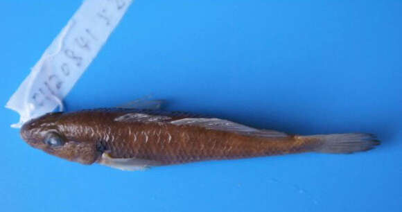 Image of Black Spinecheek Gudgeon