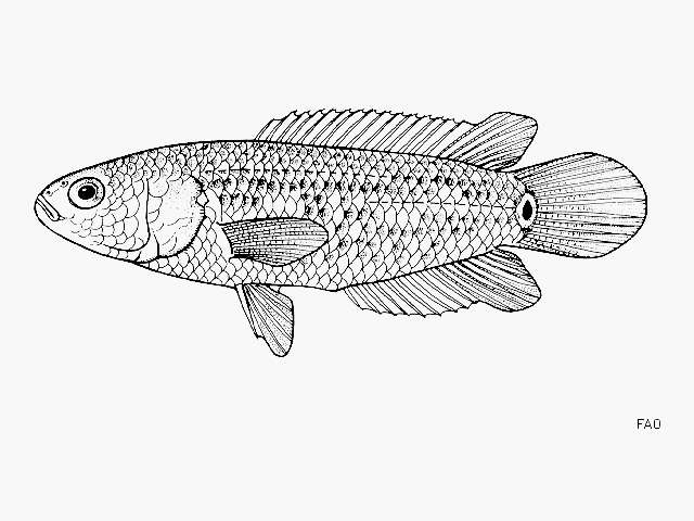 Image of Ocellated labyrinth fish