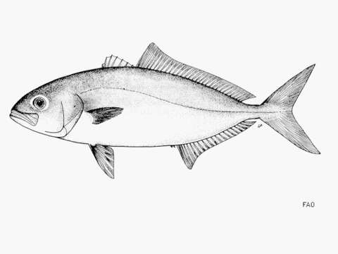 Image of Allied Kingfish