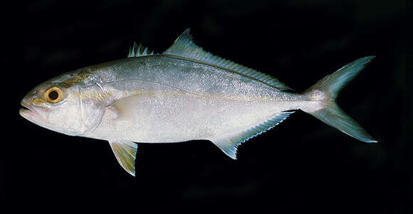Image of Allied Kingfish