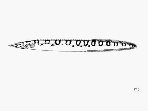 Image of Mastacembelus ellipsifer Boulenger 1899