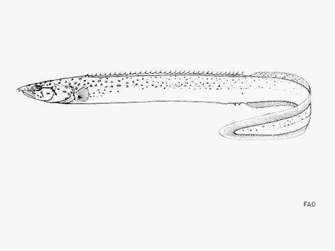 Image of Mastacembelus flavidus Matthes 1962