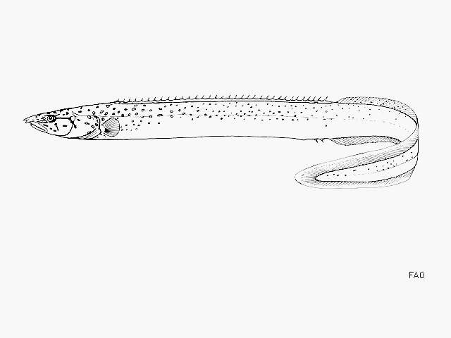 Image of Mastacembelus flavidus Matthes 1962