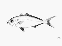 Image of Amberjack