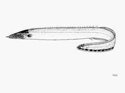 Image of East african spiny eel