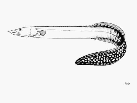 Image of Mastacembelus moorii Boulenger 1898
