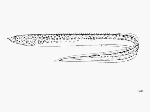 Image of Mastacembelus ophidium Günther 1894