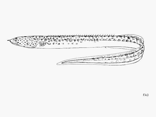 Image of Mastacembelus ophidium Günther 1894