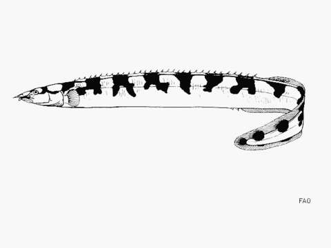 Image of Mastacembelus plagiostomus Matthes 1962