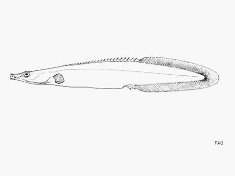 Image of Mastacembelus platysoma Poll & Matthes 1962