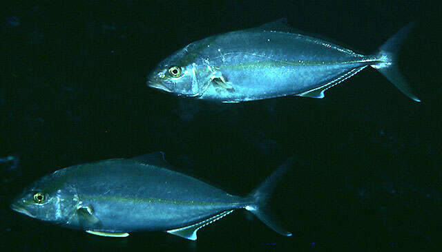 Image of Almaco Amberjack