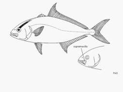 Image of Almaco Amberjack