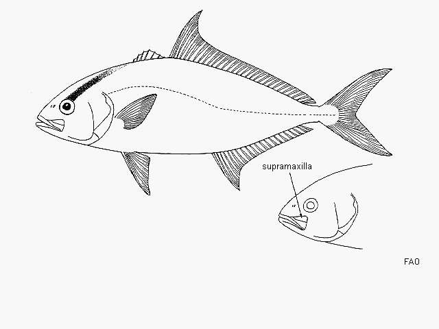 Image of Almaco Amberjack