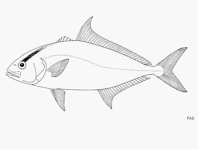 Image of Almaco Amberjack