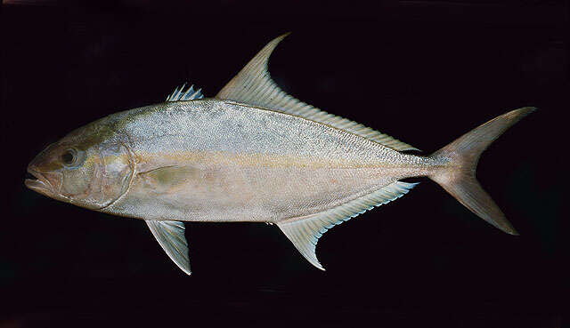 Image of Almaco Amberjack