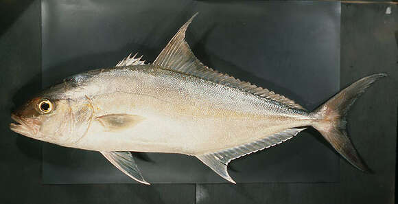 Image of Almaco Amberjack