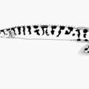 Image of Mastacembelus zebratus Matthes 1962