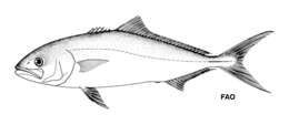 Image of Banded Rudderfish