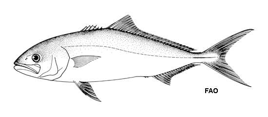 Image of Banded Rudderfish