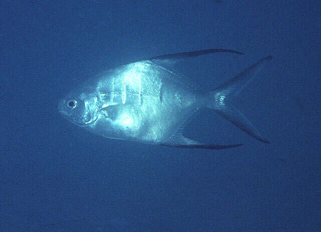 Image of Banner Pompano