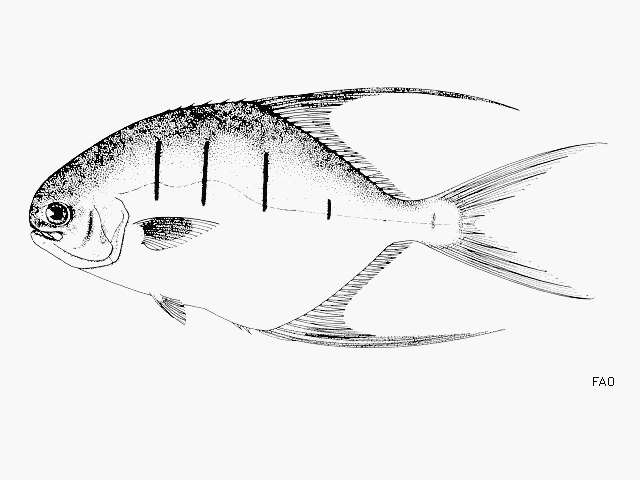 Image of Banner Pompano