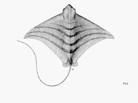 Image of Banded Eagle Ray